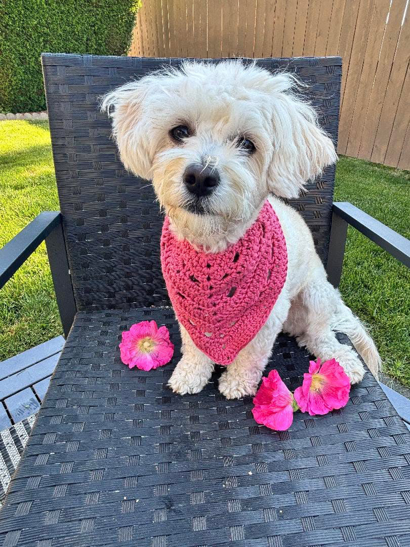 Pet Bandana